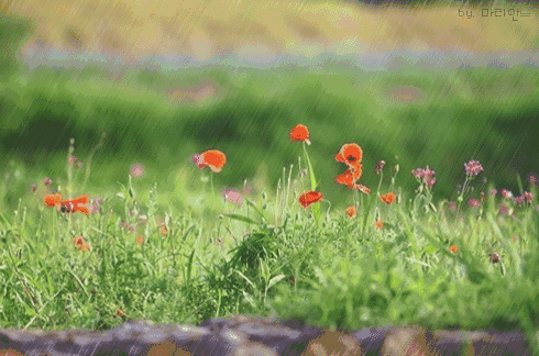 fd52bf6.gif